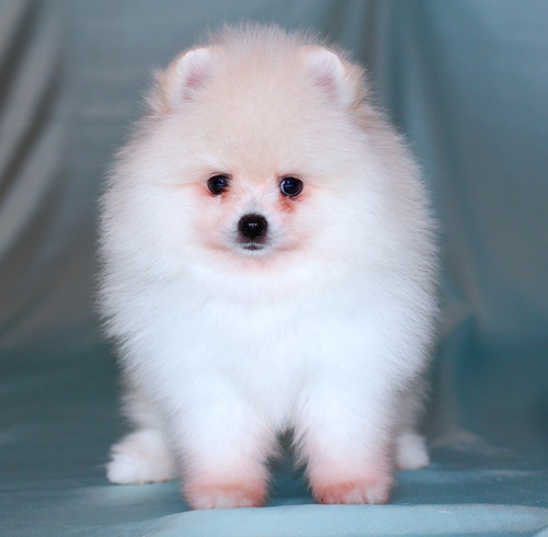 Prodigioso Pomerania Pedigri Chip Mascotassaintdaniel 83