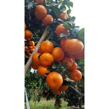 Mandarina Valenciana ( Injerto ) Prod. 5 Meses