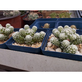 Cactus Mammillaria Gracilis.