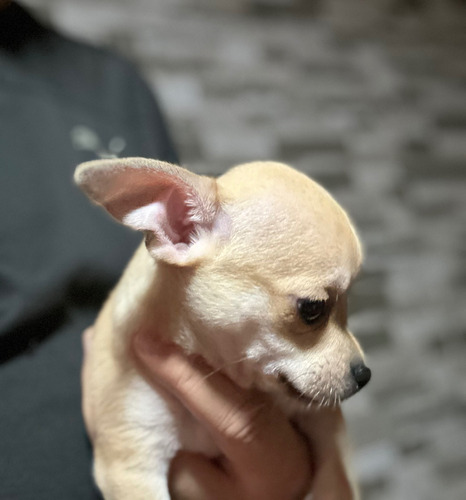 Chihuahua Macho