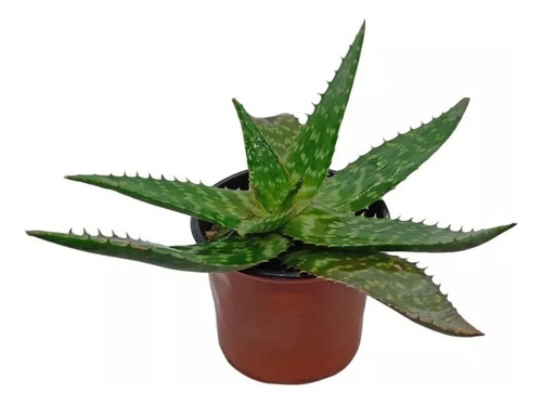 Planta De Aloe Vera/sábila/ Acíbar-missgreen