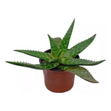 Planta De Aloe Vera/sábila/ Acíbar-missgreen