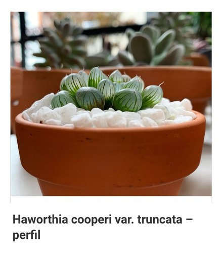 2 Plantas Suculentas Haworthia Coperi Maceta De 3 Pulgadas 