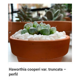 2 Plantas Suculentas Haworthia Coperi Maceta De 3 Pulgadas 