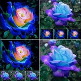 100 Seeds Planta Flor Ornamentais Rosa Smurf + Brindes 