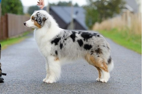 Cachorrito Australian Sheperd Dog Ovejero Perrito Medellin 