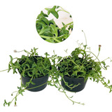 2 Suculentas Colar De Golfinho  Senecio Peregrinus Pote 11