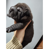 Cachorros Shar Pei Últimos Disponibles ,lider En Razas Spei