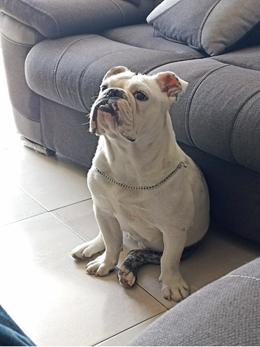 Bulldog Ingles 