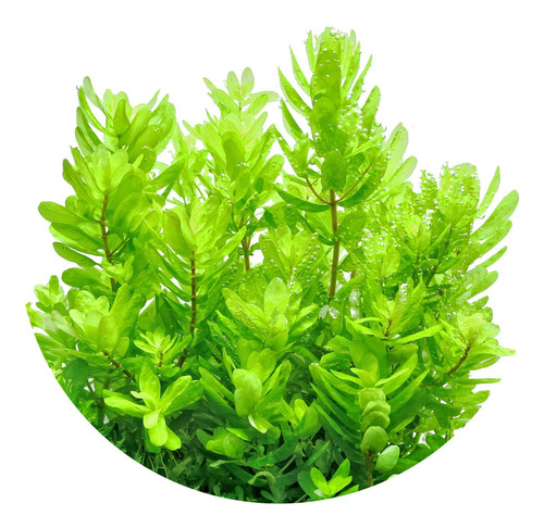 Rotala Tulunadensis Planta Tallo Acuática Natural Acuario