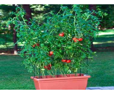 Tomate Cereja Samambaia Red Sementes Flor Pra Sementes