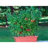 Tomate Cereja Samambaia Red Sementes Flor Pra Sementes