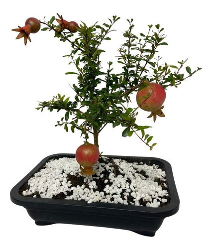 Bonsai De Romã 5 Anos Frutificando Enraizada Arvore Japonesa