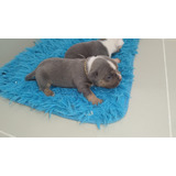 Hermosos Cachorros American Bully Micro X Pocket 