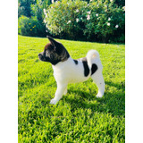 Akitas Americanos -hembras-wt974300544