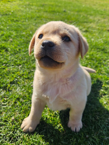 Finos Cachorros Labrador Inscritos