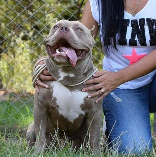 American Bully