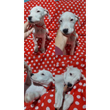 Cachorros Dogo Argentino