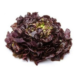 Semillas De Lechuga Morada Para Siembra Bella Huerta