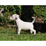 Staffordshire Bull Terrier - Staffies, Machos Y Hembra
