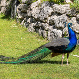 Pavão Azul Ornamental Casais
