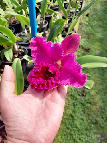 Orquídea Cattleya Flor Grande Vermelha Alaranjado (sem Flor)