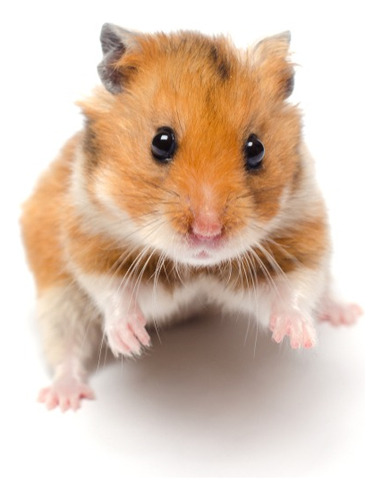 Fiolhotes De Hamster Sírio  Macho E Fêmeas 