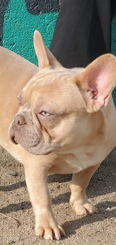 Bulldog Frances Exotico 