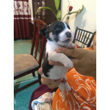 Jack Russell Terrier Cachorros Cdmx 