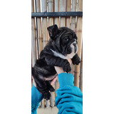 Cachorro Bulldog Ingles Hembra Exótica. Triple Carrier 