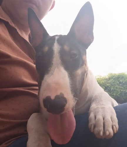 Bull Terrier Tricolor 3 Meses Y Medio