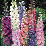 Semillas De Flor Delphinium Gigante Mix Colores
