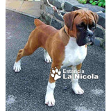 Cachorro Boxer 47