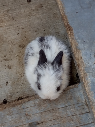 Hermosos Conejos Cabeza De León Para Tí. 