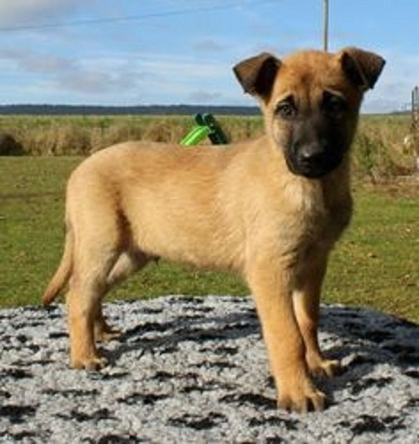 Cachorros Pastor Belga Malinois Perros En Venta En Montería 