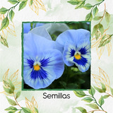 50 Semillas Orgánicas De Flor Viola Tricolor Azul