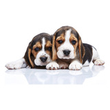 Cachorro Beagle Tricolor 13