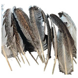 Plumas De Guajolote (50 Piezas) 