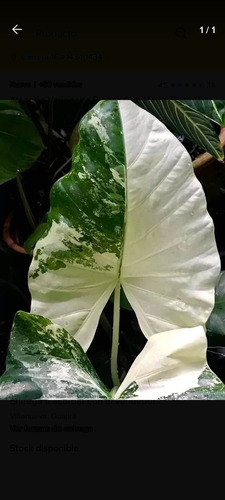 Alocasia Variegada Blanca Con Verde Plata Viva Para Interior