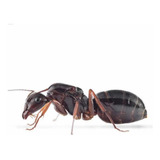 Hormiga Reina Camponotus Con Huevos 
