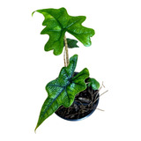 Alocasia Jacklyn | Planta Exótica | Plantas Alocasia