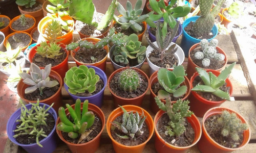 Cactus - Suculentas - Crasas X10 Unidades Maceta Nº6  Souvenir Regalos