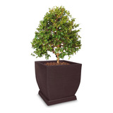 Vaso + Prato P/ Planta Árvore Natal Pinheiro Verde 60x56 Cm