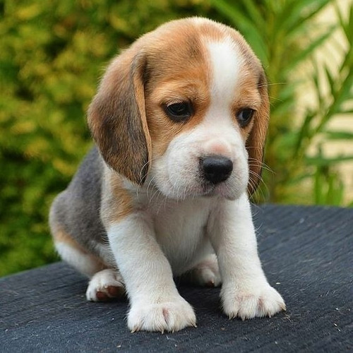 Cachorros Beagle Perrito Begle Puppy Cachorrito