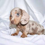 Cachorro Salchicha Mini/ Dachsund Miniatura con Papeles X59