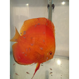 Peces Discus De 16-18 Cm Red Melon  (no Hago Envios)