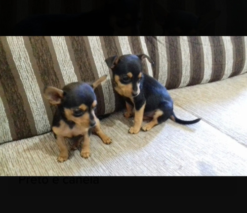 Filhotes Lindos De Pinscher Miniatura Com Pedigree 