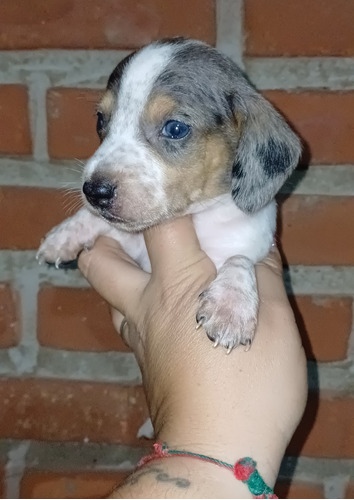 Cachorros Salchichas Dachshund 