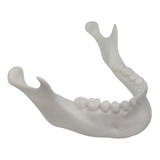 Mandibula Modelo Anatomico - Biomodelo - Replica Educativa