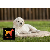 Criadero Tribu - Cachorros Labrador Puros 100%